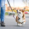 Pet Walker