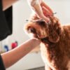 Peluquero de mascotas